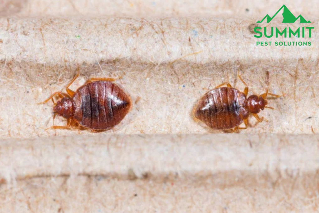 bed bug