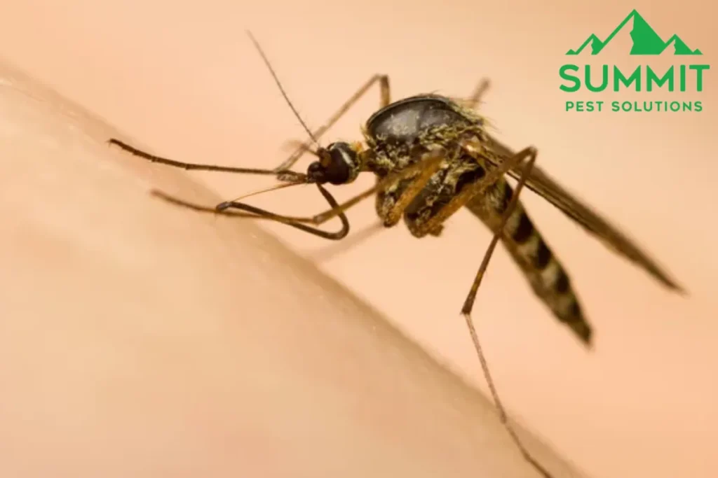 a mosquito on a human skin sucking blood