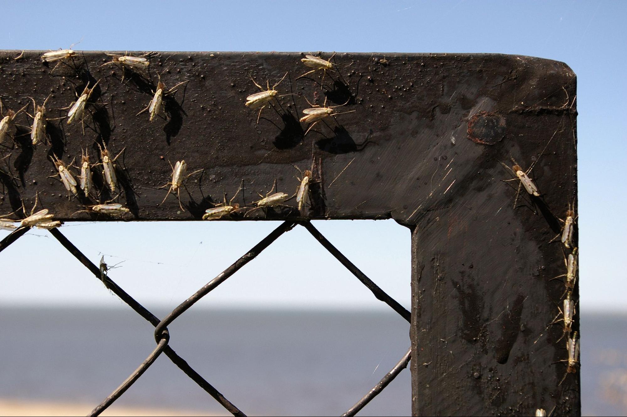 Where Do Gnats Come From? More This Winter Explained