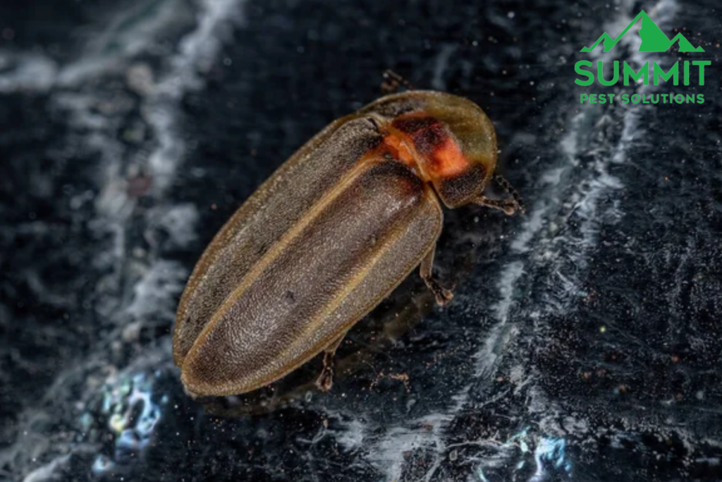 carpet beetle