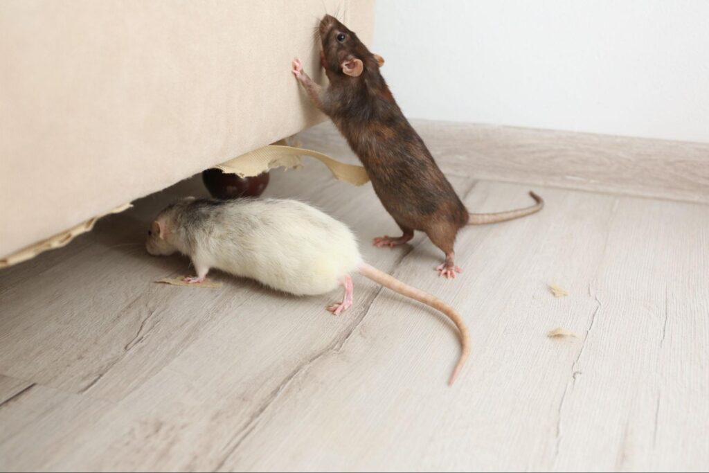 how summit pest solutions can help