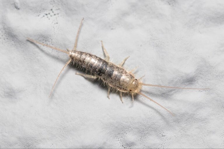 how to deal with silverfish in the bathroom