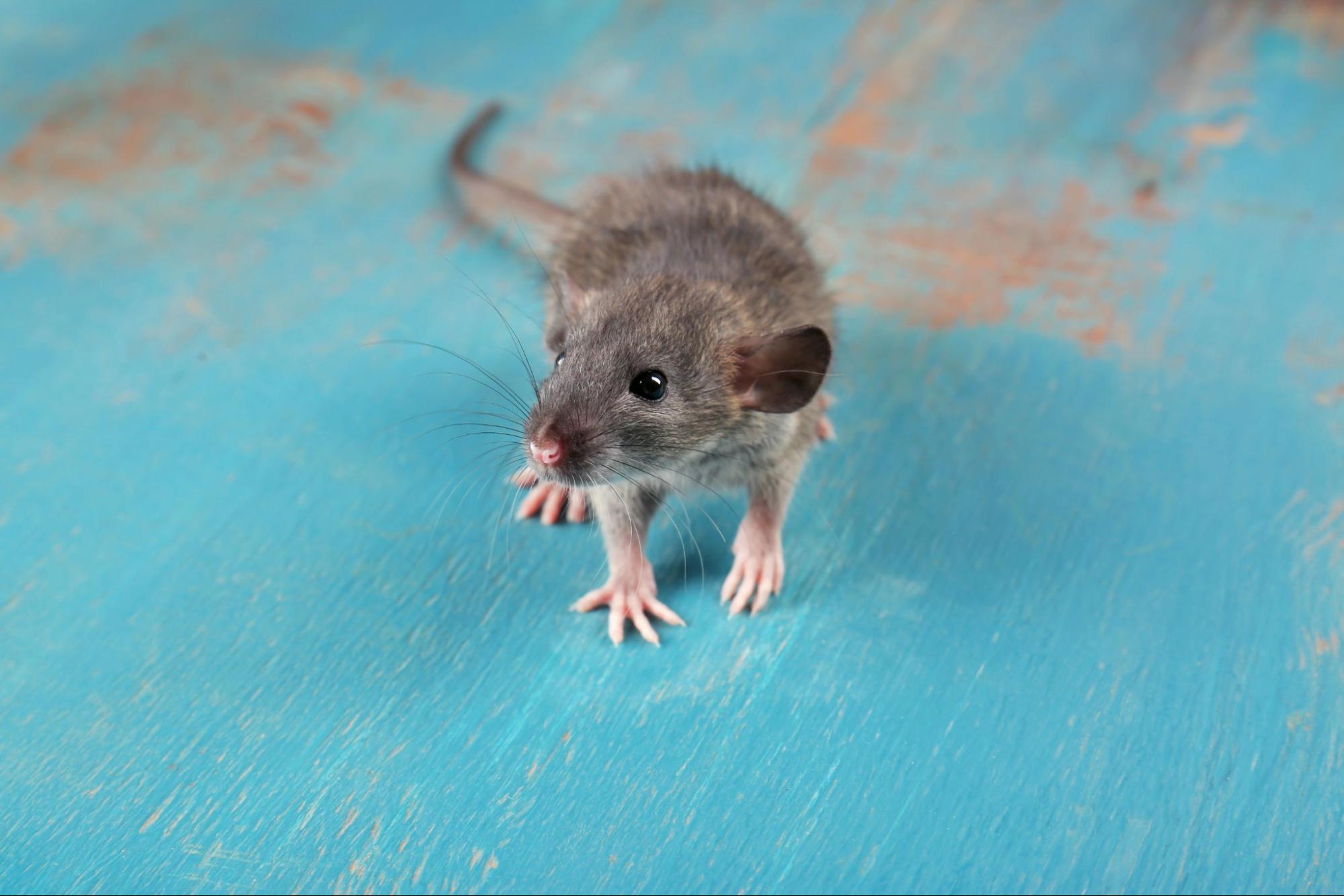 what are the different types of rodents you might find in your home