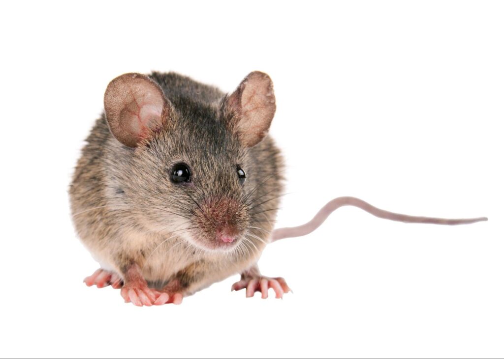 what are the different types of rodents you might find in your house