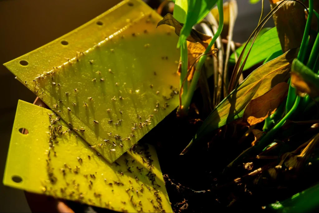 how to kill fungus gnats?