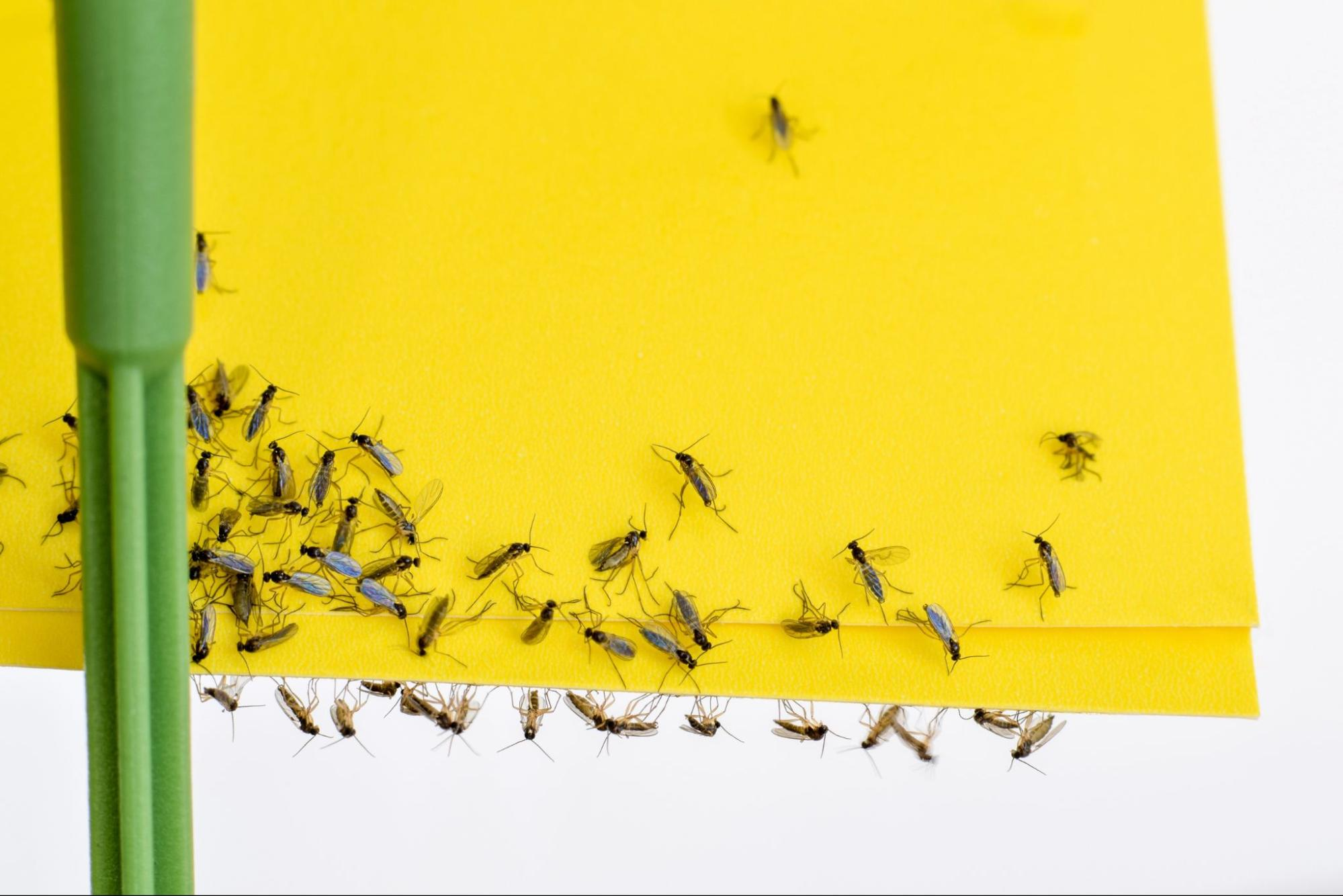 how to kill fungus gnats