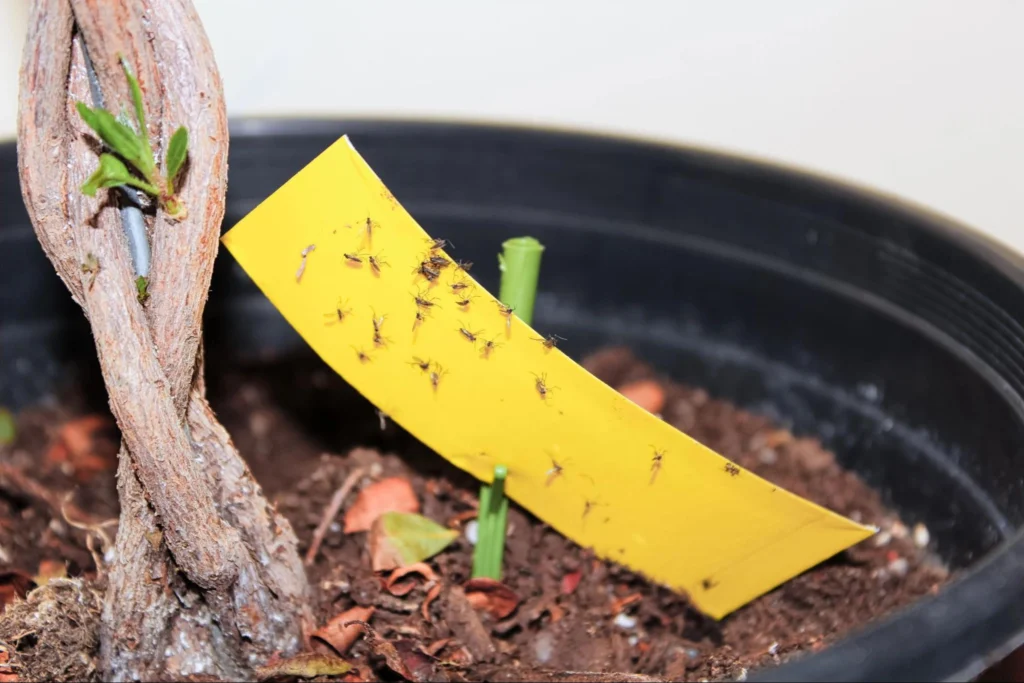 how to kill gnats