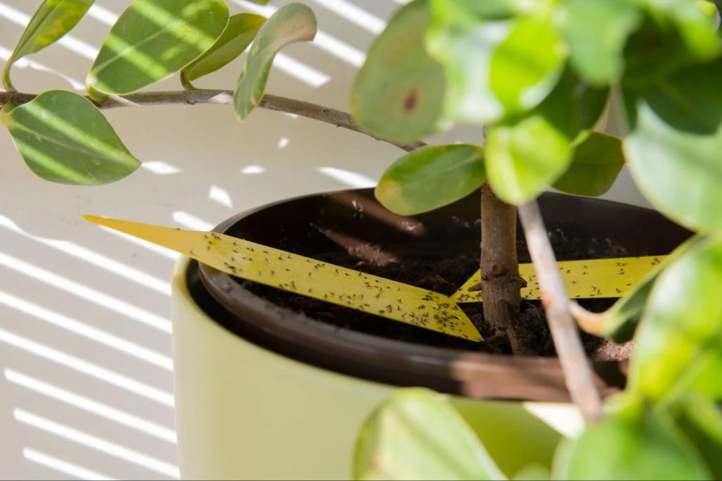kill fungus gnats