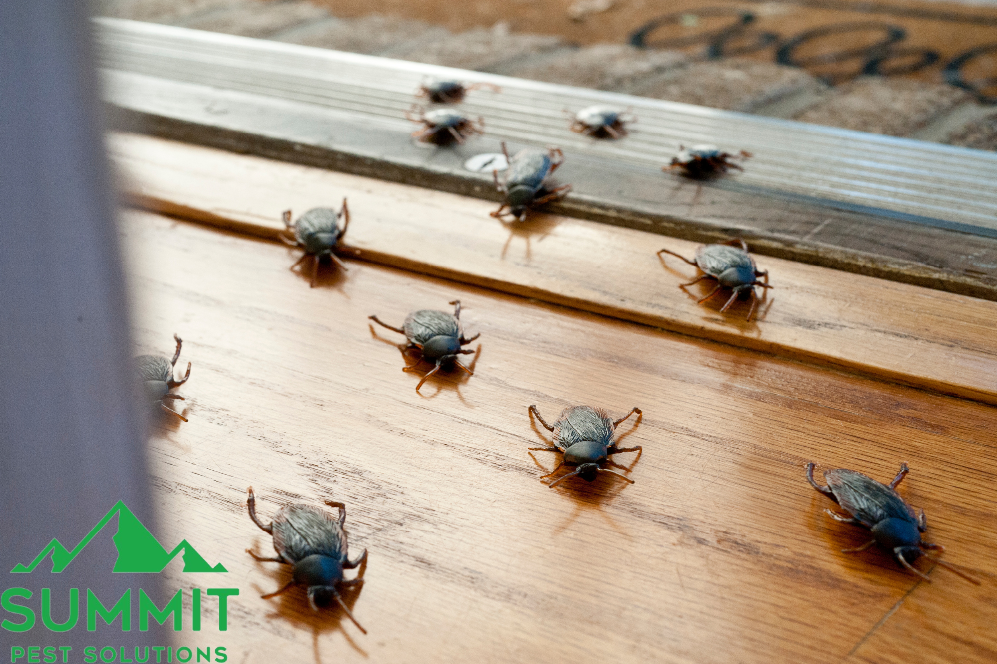 pest control guthrie ok