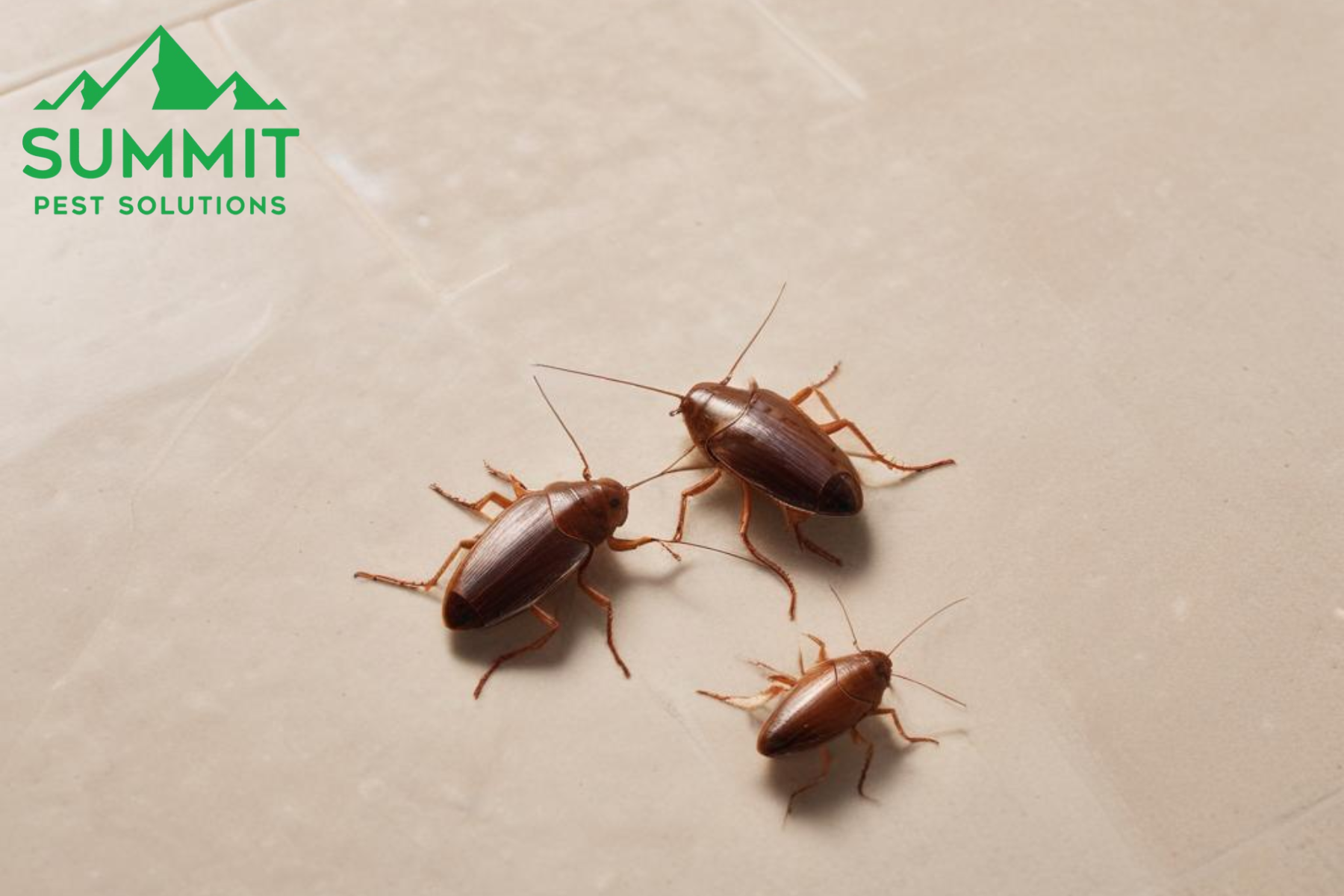 pest control
