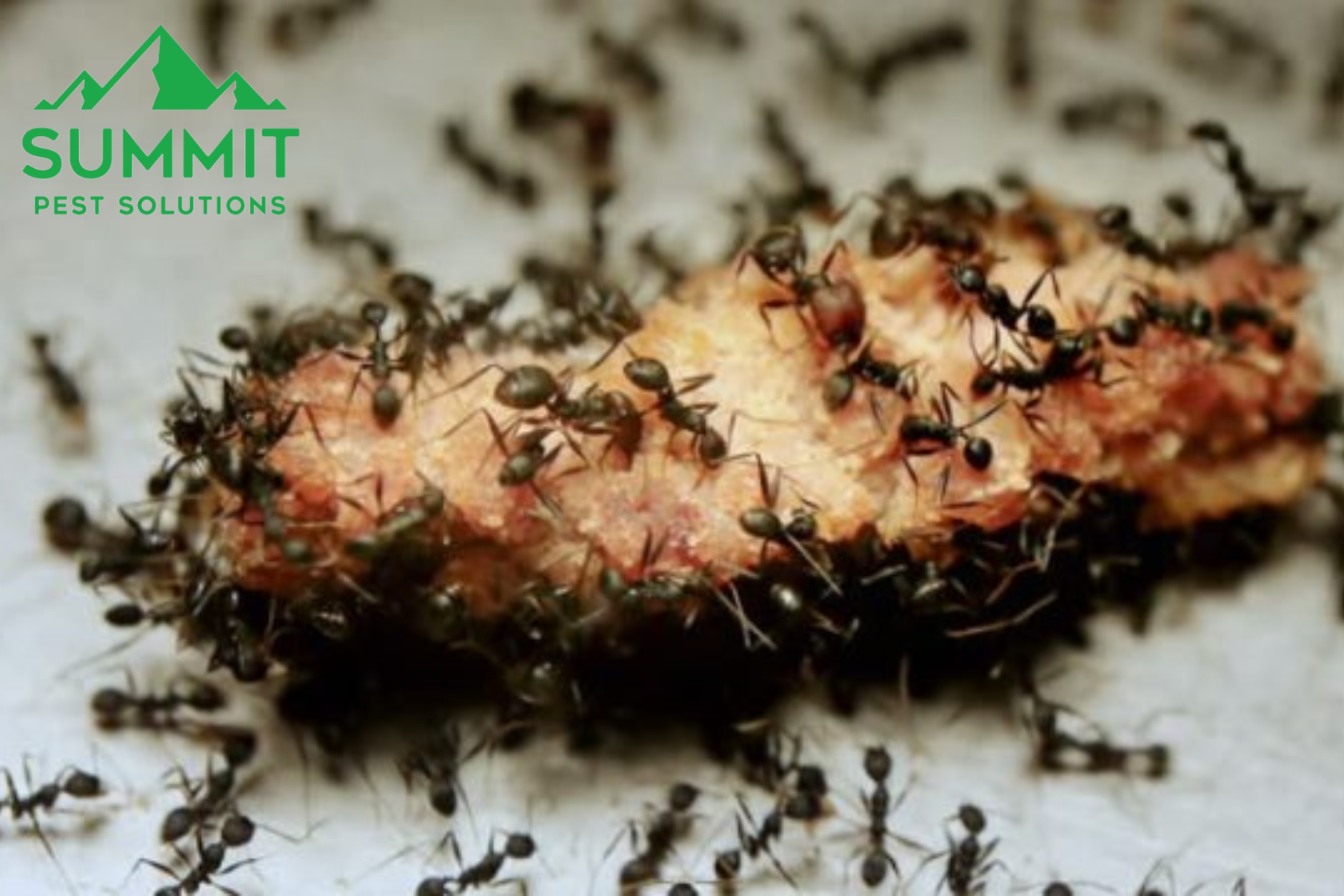 pest control