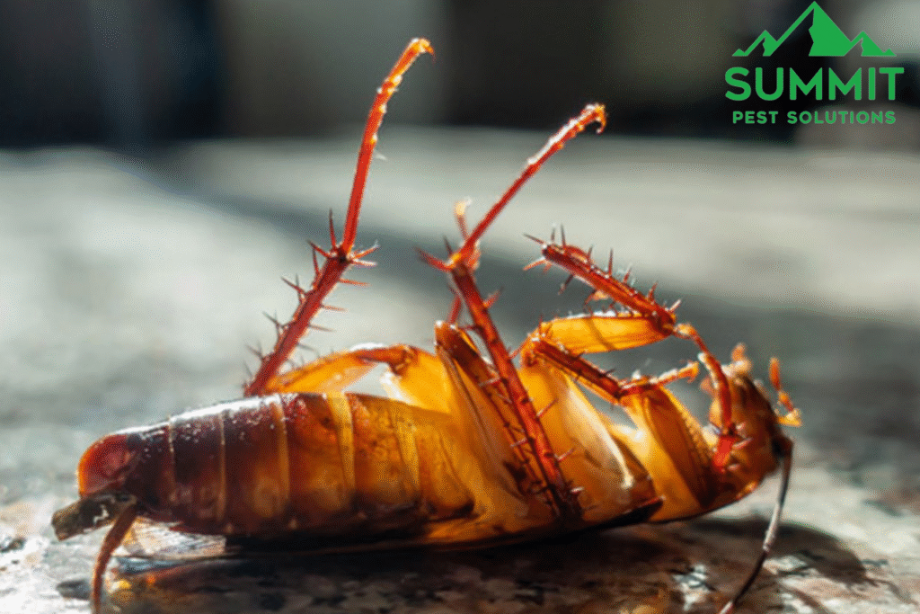 roach
