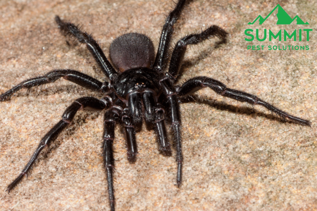 spider