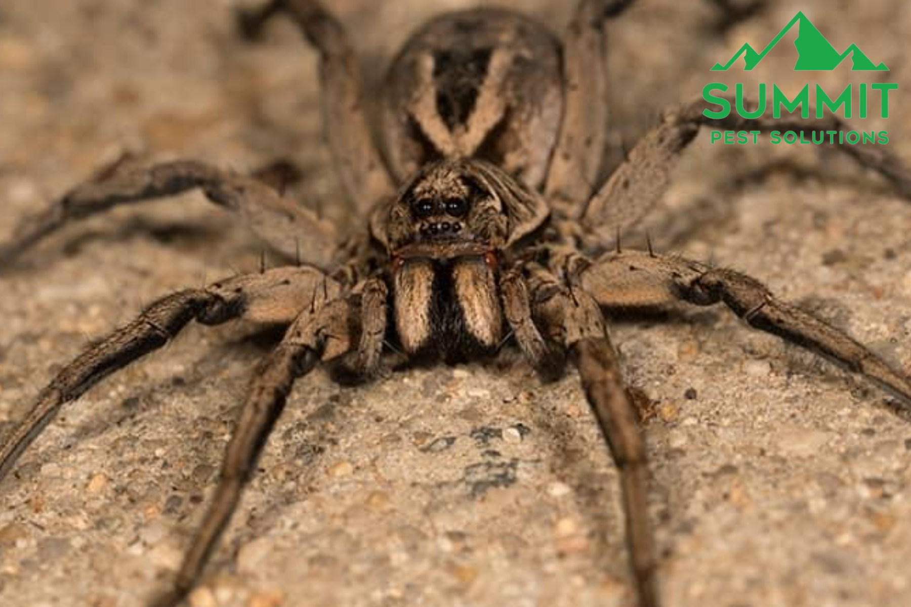 spider