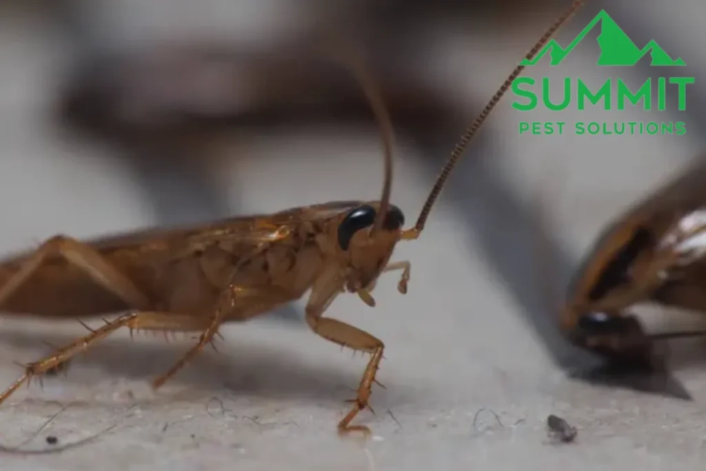 cockroach that trapped on a sticky trap