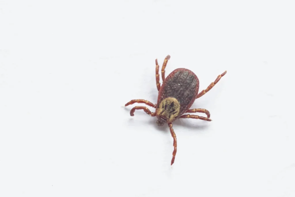 Pest Library Ticks