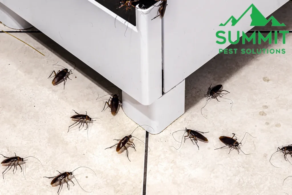 cockroach infestation in the kitchen