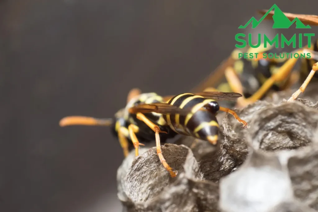 wasps building the nest