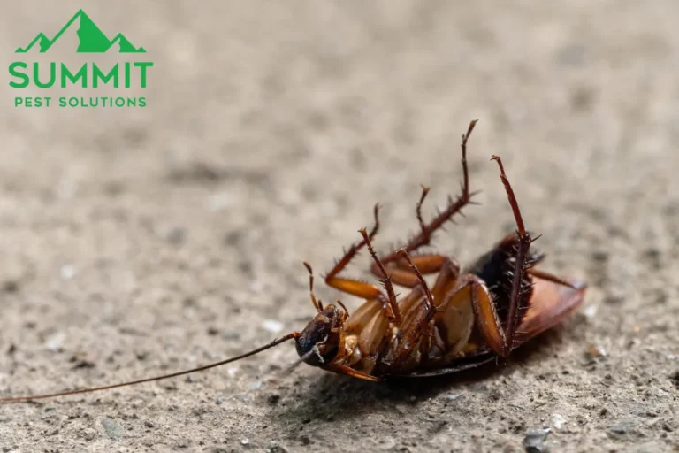 cockroach
