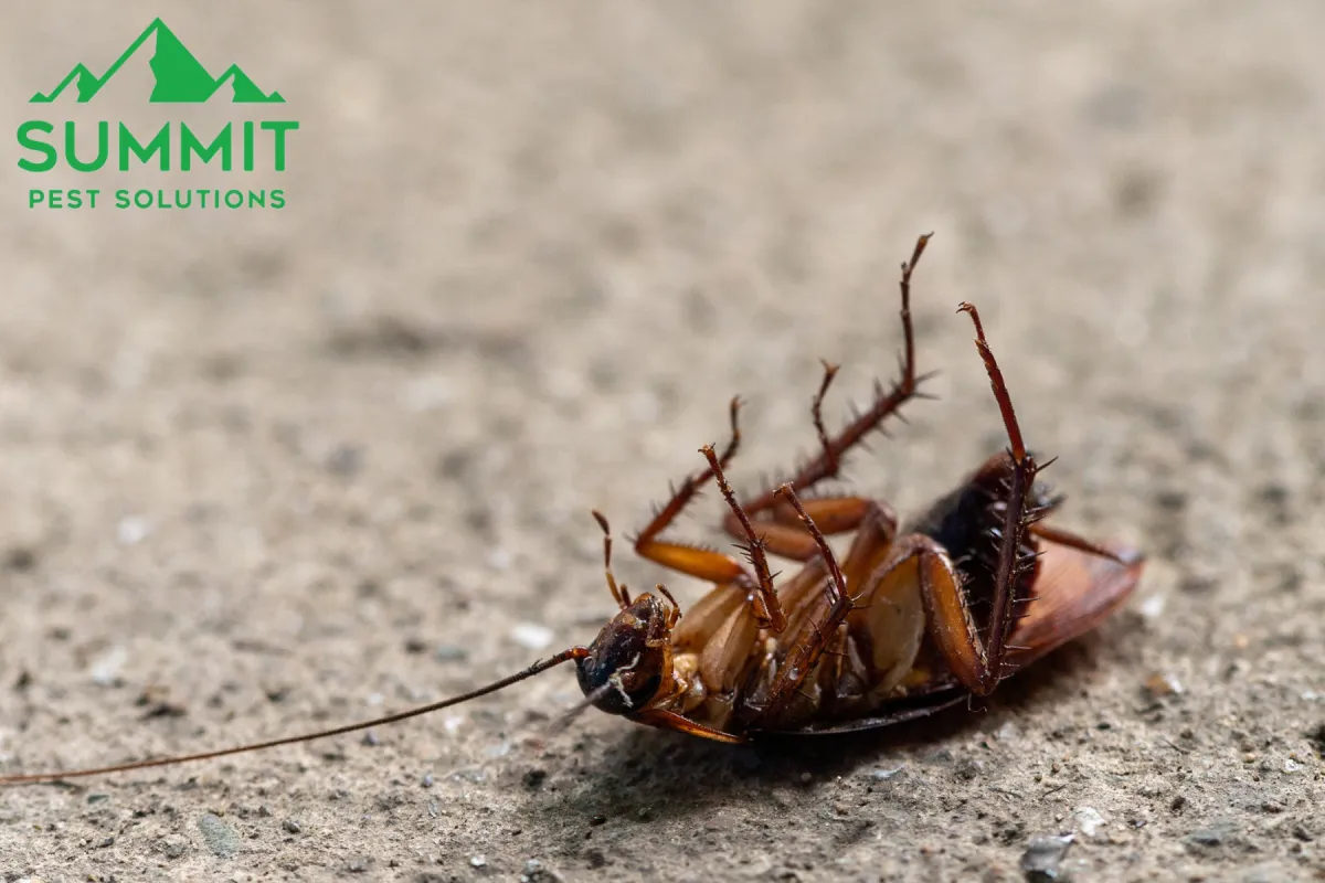 cockroach