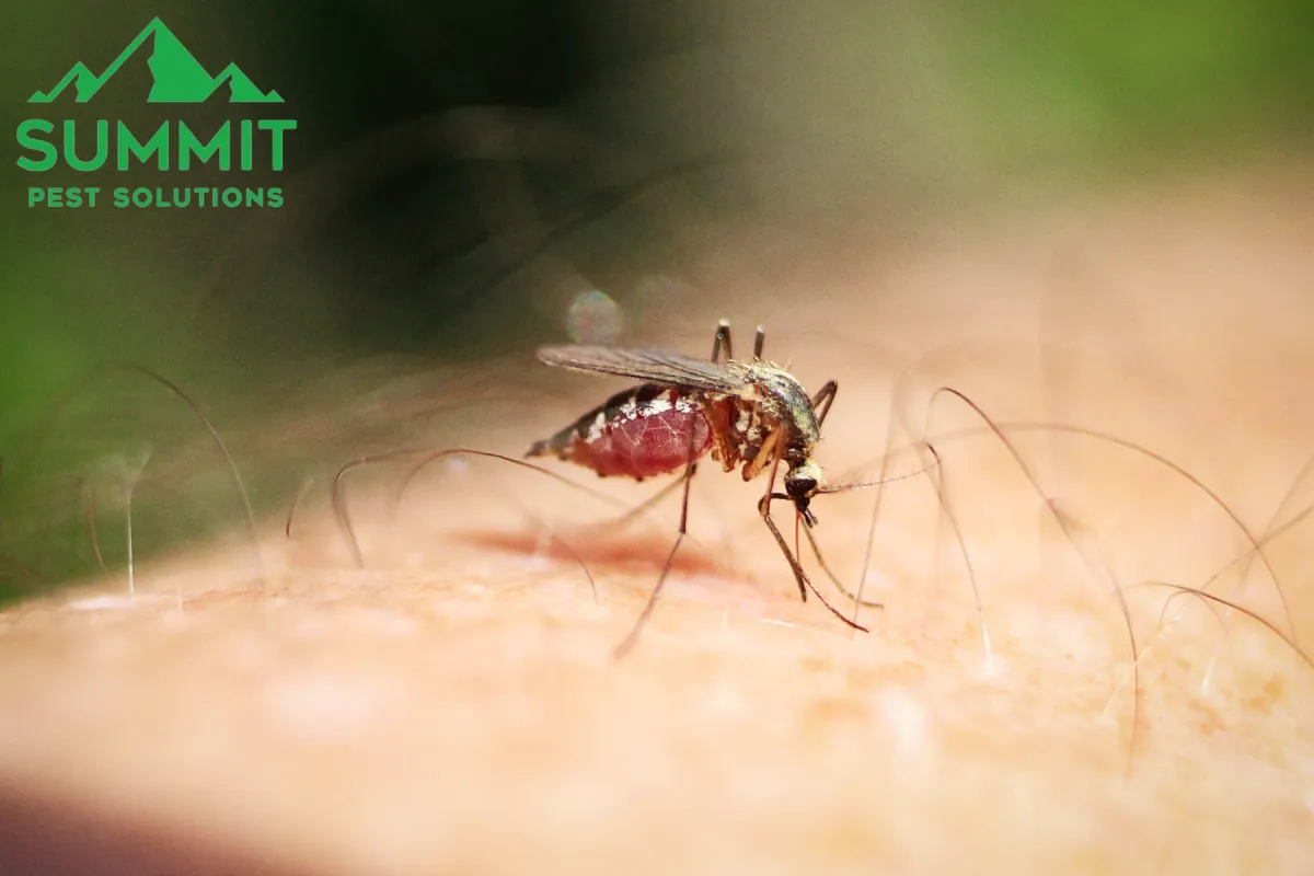 mosquito
