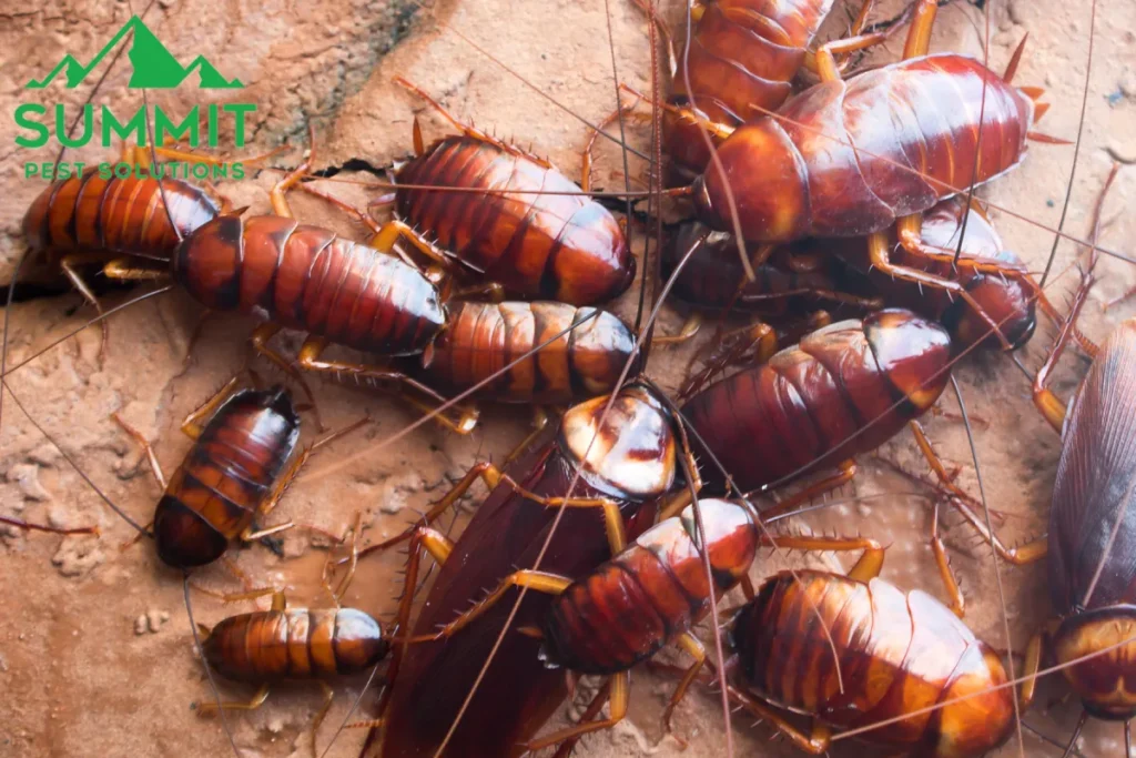 roach infestation